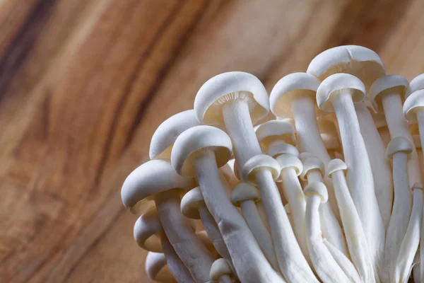 Organic Bunapi Mushrooms — Stock Photo, Image