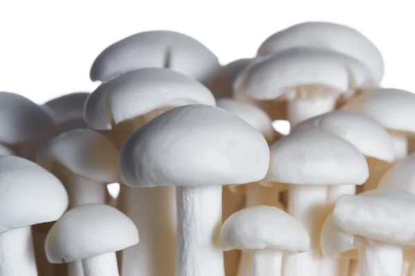 Organic Bunapi Mushrooms — Stock Photo, Image