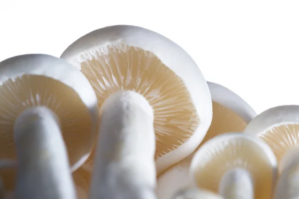 Cogumelos Bunapi orgânicos — Fotografia de Stock