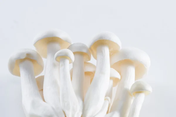 Organic Bunapi Mushrooms — Stock Photo, Image