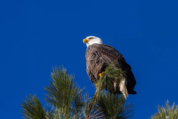 Aquila calva americana — Foto Stock