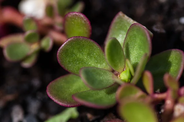 Claytonia perfoliata - fel saláta — Stock Fotó