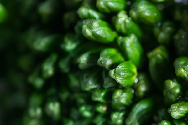 Fresh steamed broccolini — Stock Photo, Image