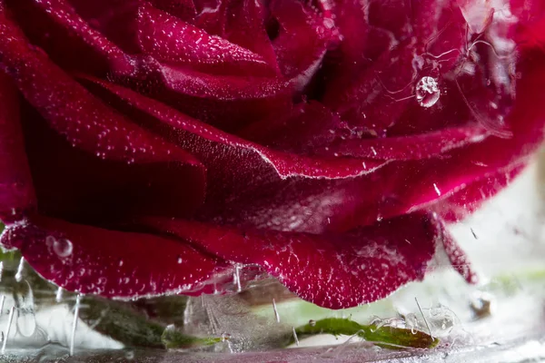 Petite rose rouge congelée dans un bloc de glace — Photo