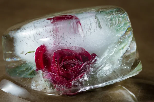 Pequena rosa vermelha congelada em um bloco de gelo — Fotografia de Stock