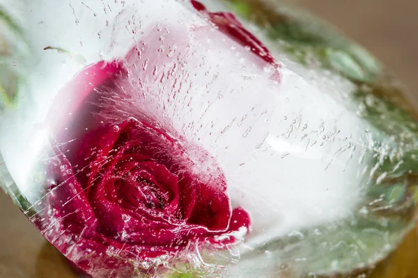 Kleine rote Rose gefroren in einem Eisblock — Stockfoto