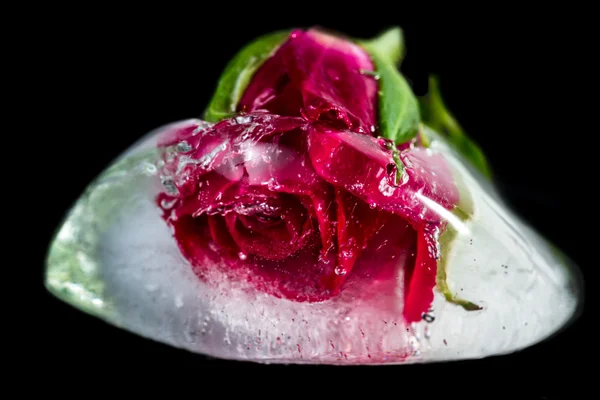 Pequena rosa vermelha congelada em um bloco de gelo — Fotografia de Stock