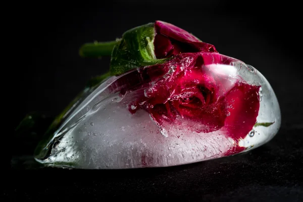 Kleine rode roos bevroren in een blok ijs — Stockfoto