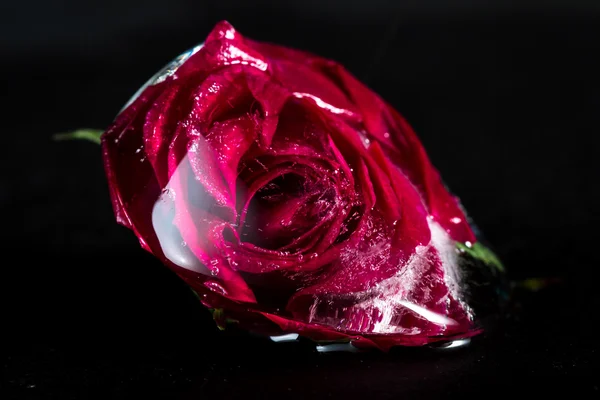 Petite rose rouge congelée dans un bloc de glace — Photo