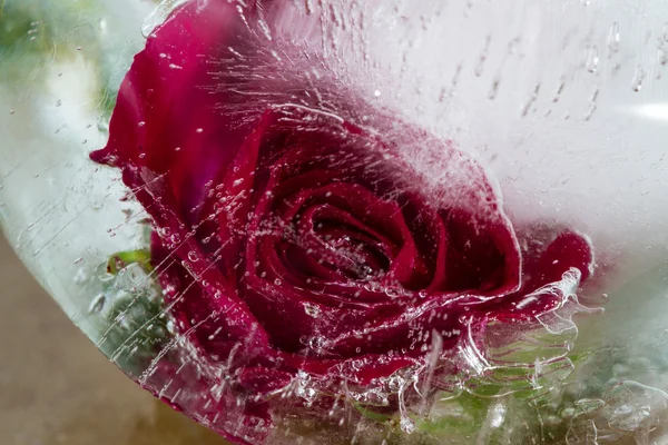 Small red rose frozen in a block of ice — Stock Photo, Image