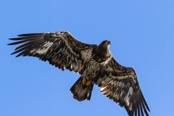 美国秃鹰在飞行 — 图库照片