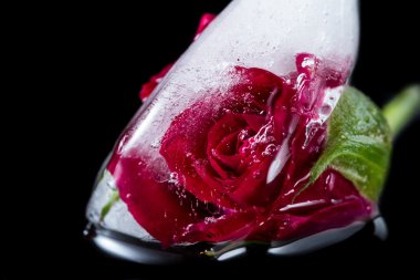 buz kalıbı içinde donmuş küçük kırmızı gül 