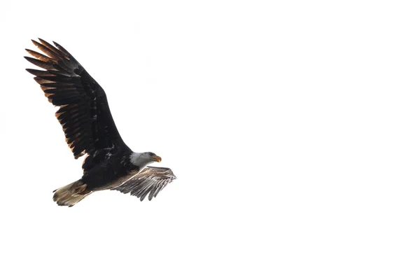 Americký orel bělohlavý v letu — Stock fotografie