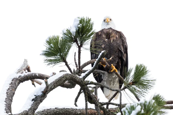 アメリカの白頭鷲 — ストック写真