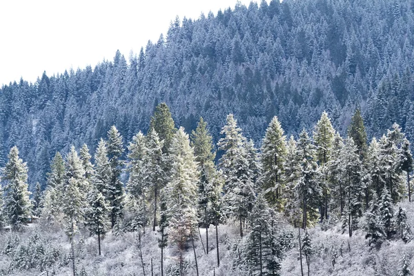 Лес в Айдахо — стоковое фото