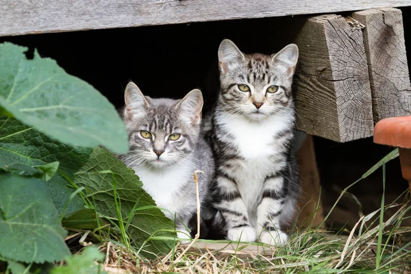 Gatitos asustados lindo — Foto de Stock