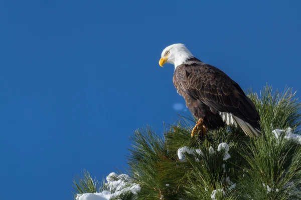 Águia careca americana — Fotografia de Stock