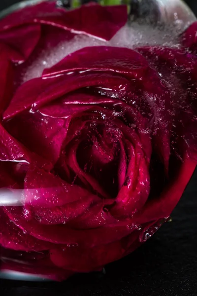 Pequena rosa vermelha congelada em um bloco de gelo — Fotografia de Stock