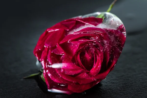 Pequena rosa vermelha congelada em um bloco de gelo — Fotografia de Stock