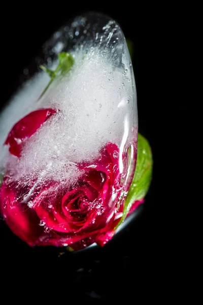 Piccola rosa rossa congelata in un blocco di ghiaccio — Foto Stock