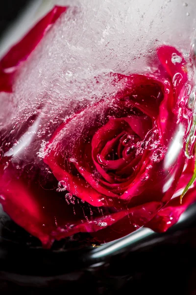 Fagyott a jég blokk egy kis piros rózsa — Stock Fotó