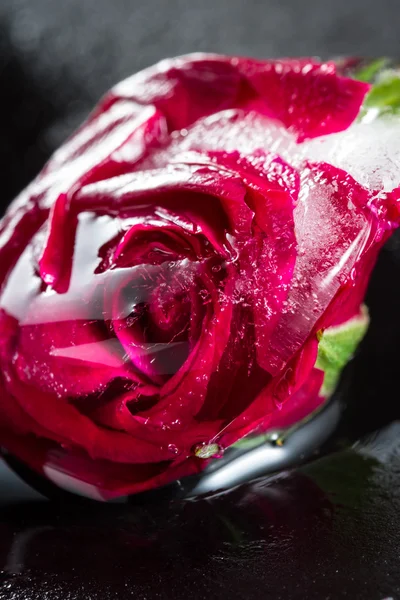 Petite rose rouge congelée dans un bloc de glace — Photo