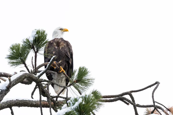 American Bald Eagle Royalty Free Stock Images