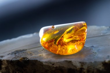 details preserved in amber  clipart