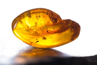 Kehribar'da korunmuş ayrıntıları 