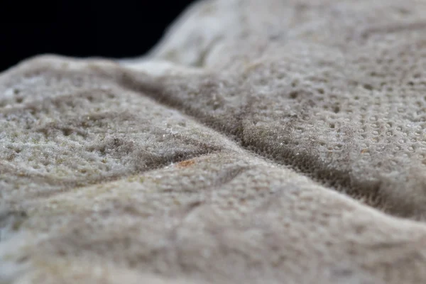 Old starfish or sand dollar — Stock Photo, Image