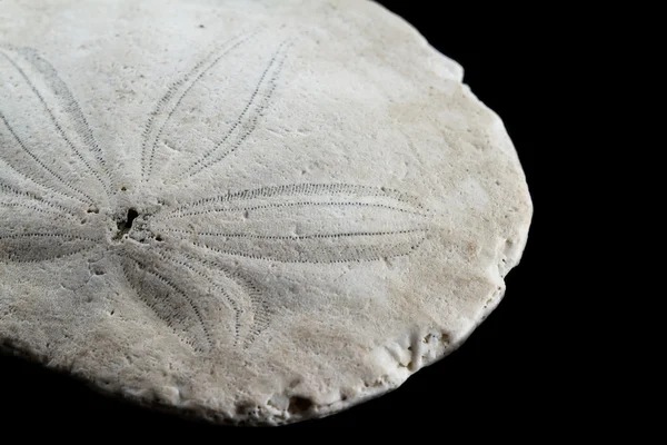 Old starfish or sand dollar — Stock Photo, Image