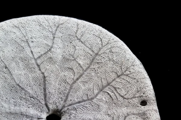 Gamla sjöstjärnor eller sand dollar — Stockfoto