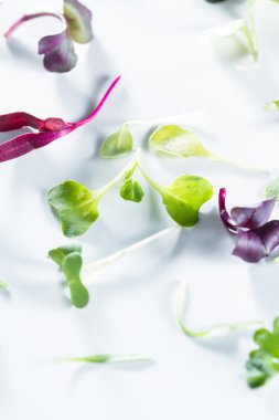 Mikro Yeşiller yakın çekim