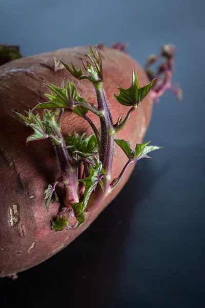 Cultura de batata-doce — Fotografia de Stock