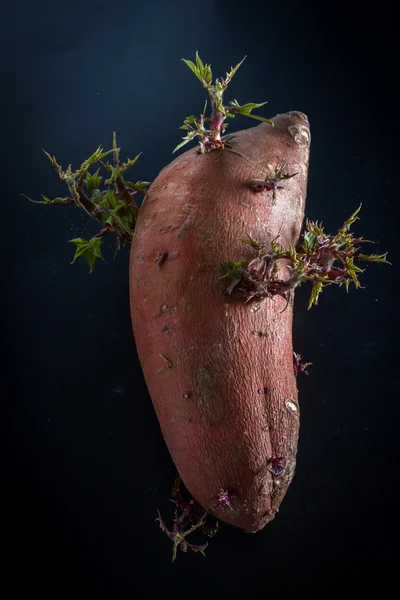 Выращивание сладкого картофеля — стоковое фото