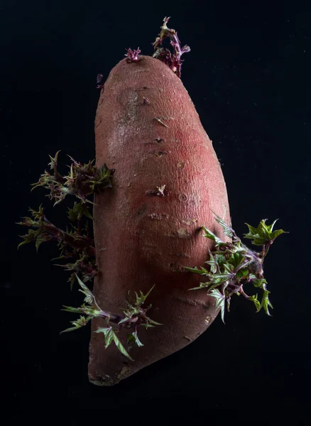 Süßkartoffelanbau — Stockfoto