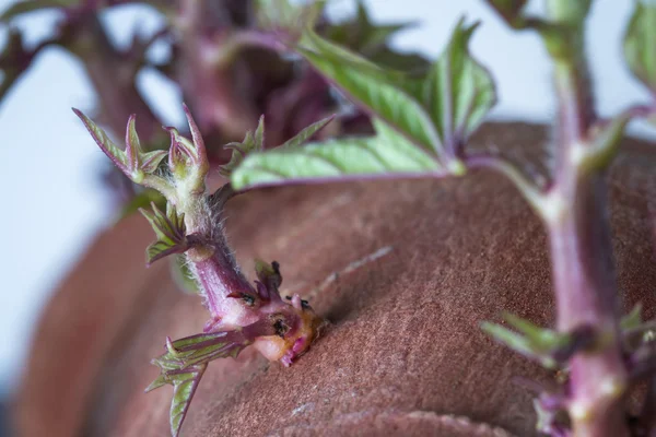 Zoete aardappel groeit — Stockfoto