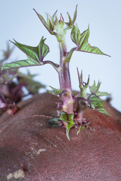 sweet potato growing 