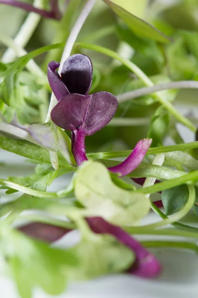 Micro Groenen close-up — Stockfoto