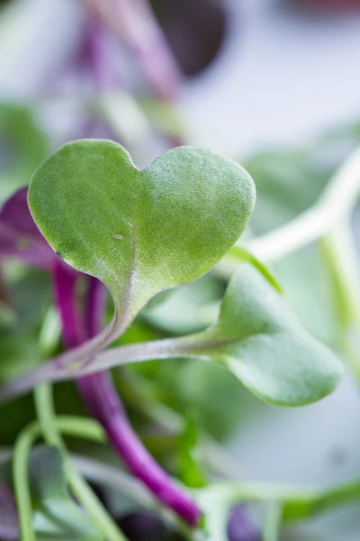 Micro Groenen close-up — Stockfoto