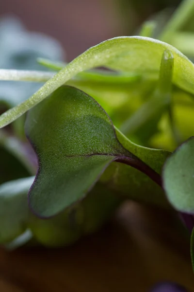 Micro Groenen close-up — Stockfoto