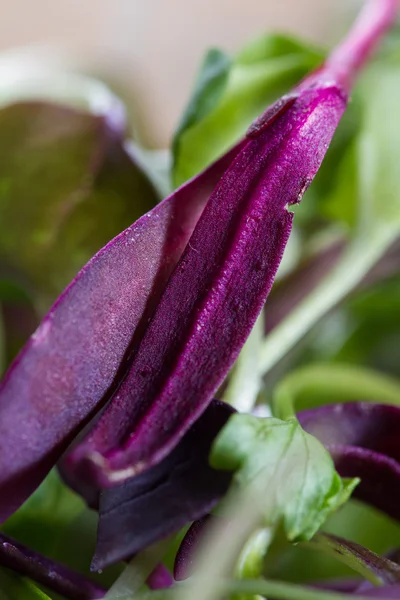 Micro Groenen close-up — Stockfoto