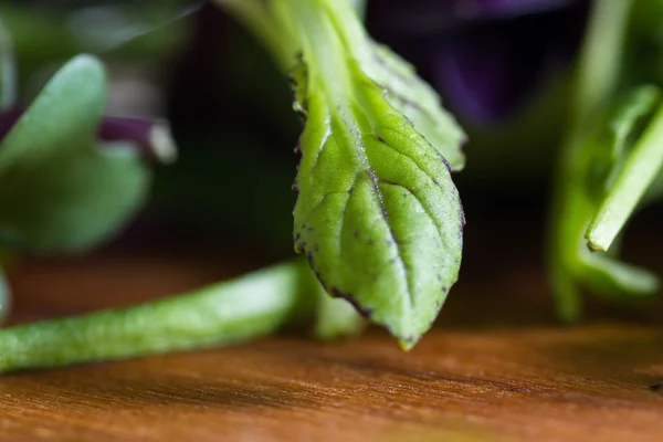 Micro greens close-up — Stock Photo, Image