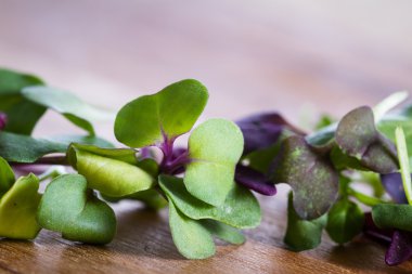micro greens close-up clipart