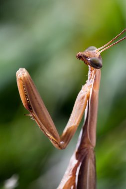 peygamber devesi makro