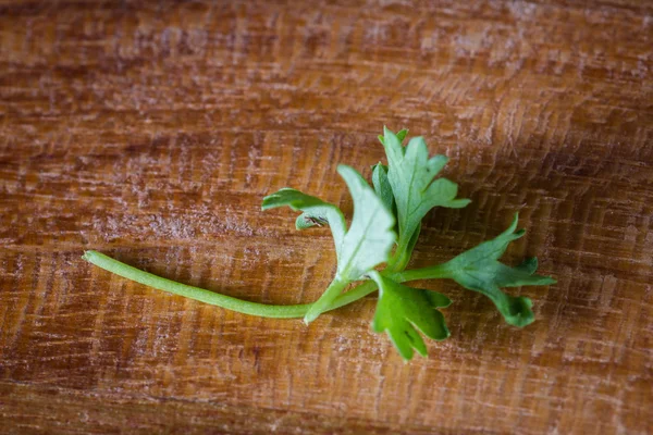 Mikrogrüne Nahaufnahme — Stockfoto