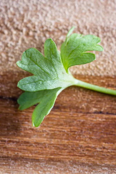 Mikrogrüne Nahaufnahme — Stockfoto