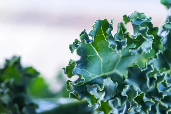 Fresh organic kale — Stock Photo, Image