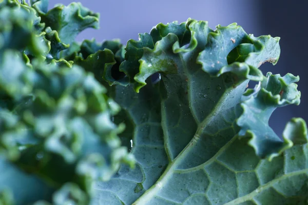 Fresh organic kale — Stock Photo, Image