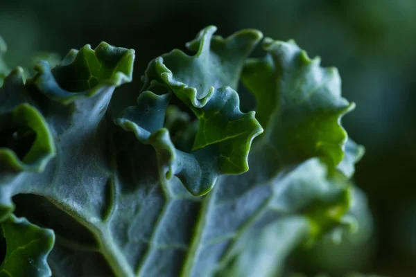 Fresh organic kale — Stock Photo, Image